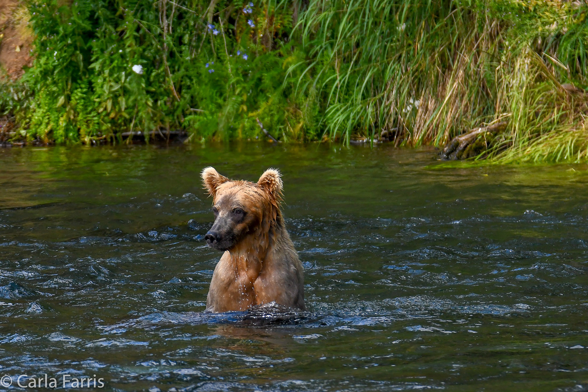 Cubadult (503) & Holly's  (435) bio-cub