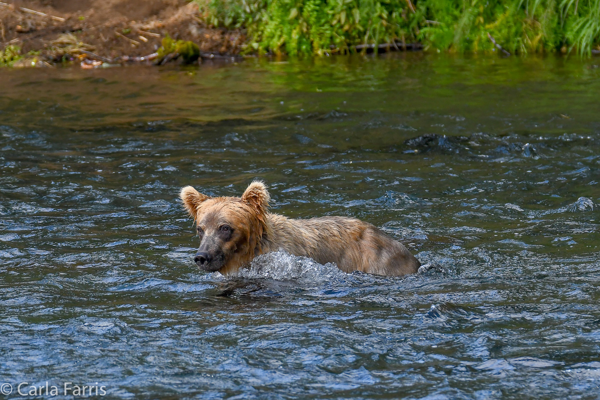 Cubadult (503) & Holly's  (435) bio-cub