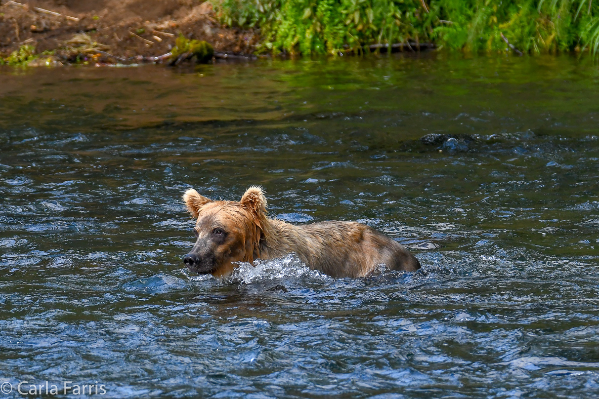 Cubadult (503) & Holly's  (435) bio-cub