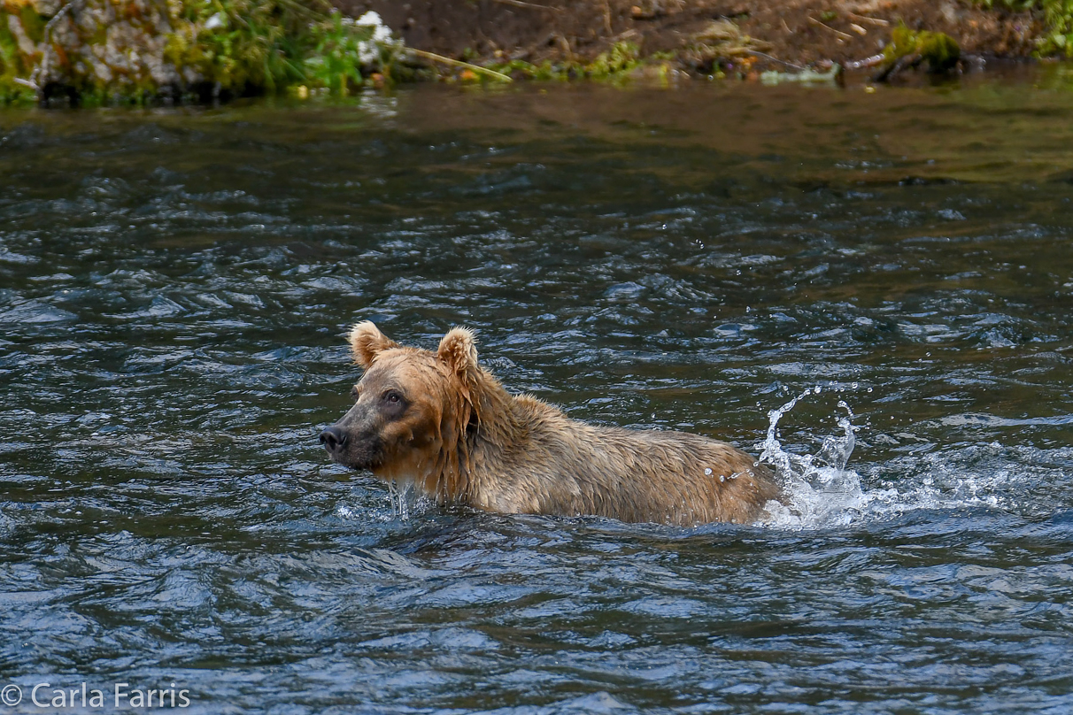 Cubadult (503) & Holly's  (435) bio-cub