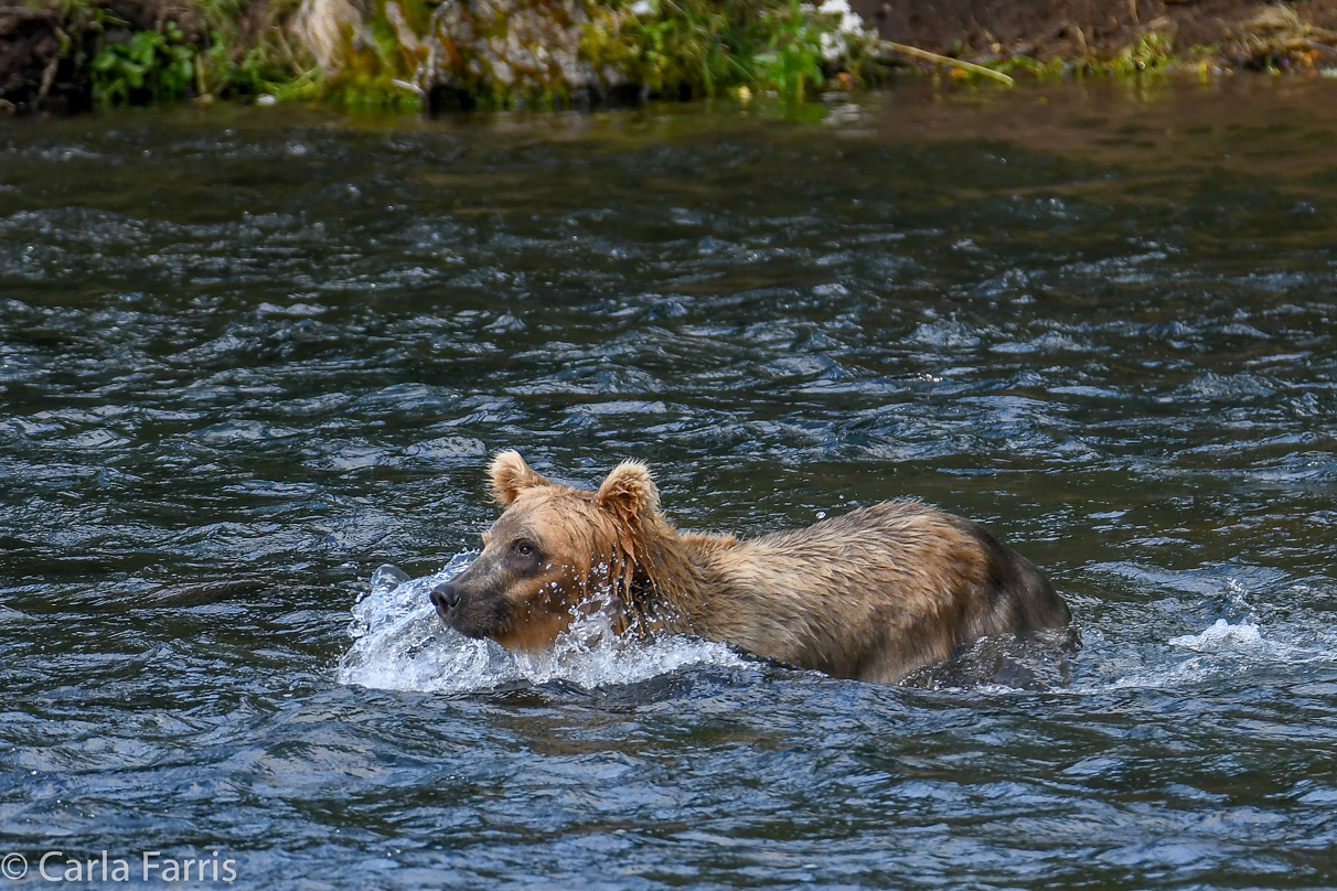 Cubadult (503) & Holly's  (435) bio-cub