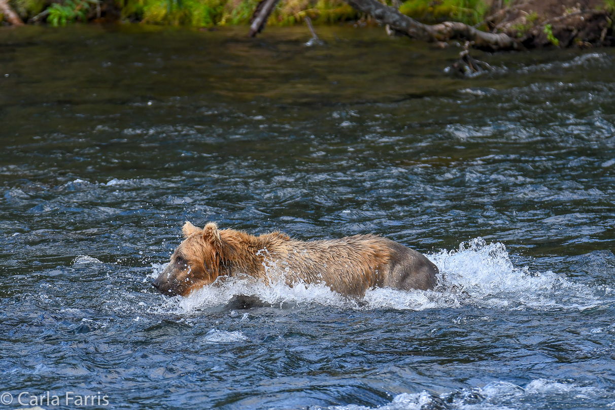 Holly's  (435) bio-cub