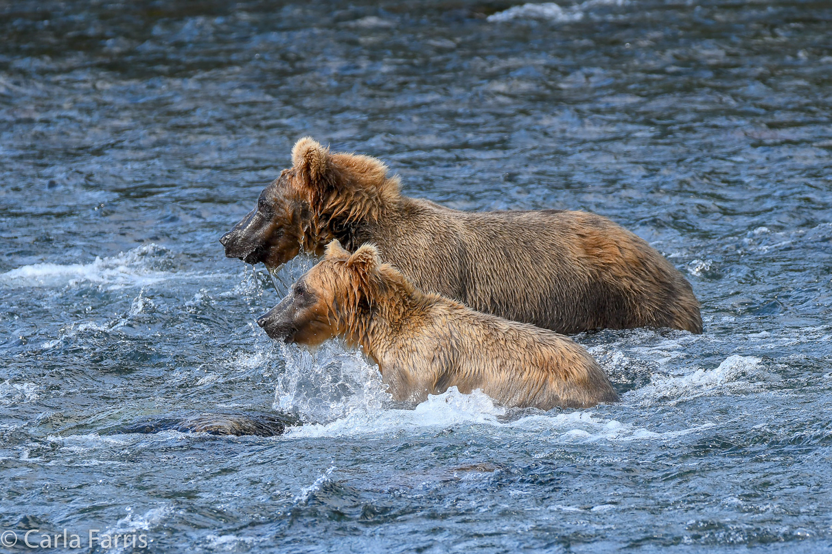 Cubadult (503) & Holly's  (435) bio-cub