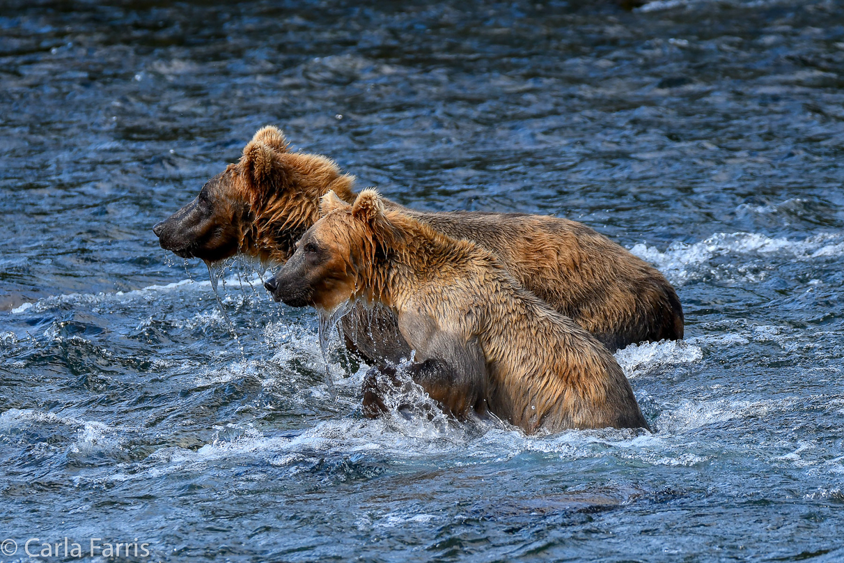 Cubadult (503) & Holly's  (435) bio-cub