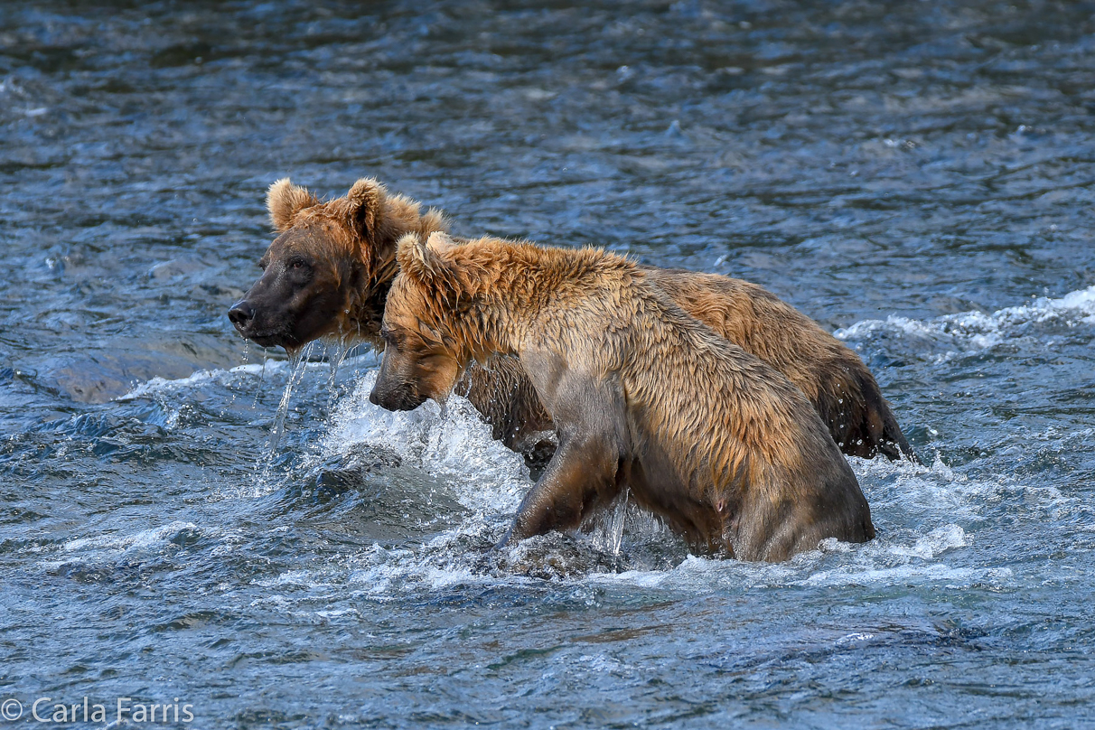 Cubadult (503) & Holly's  (435) bio-cub