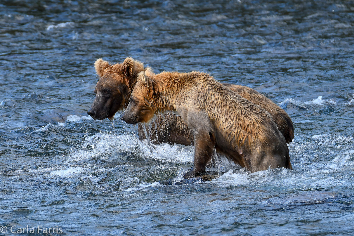 Cubadult (503) & Holly's  (435) bio-cub