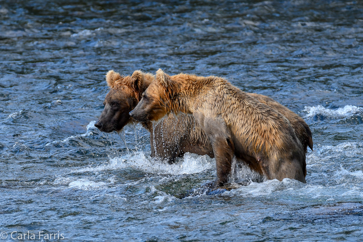 Cubadult (503) & Holly's  (435) bio-cub