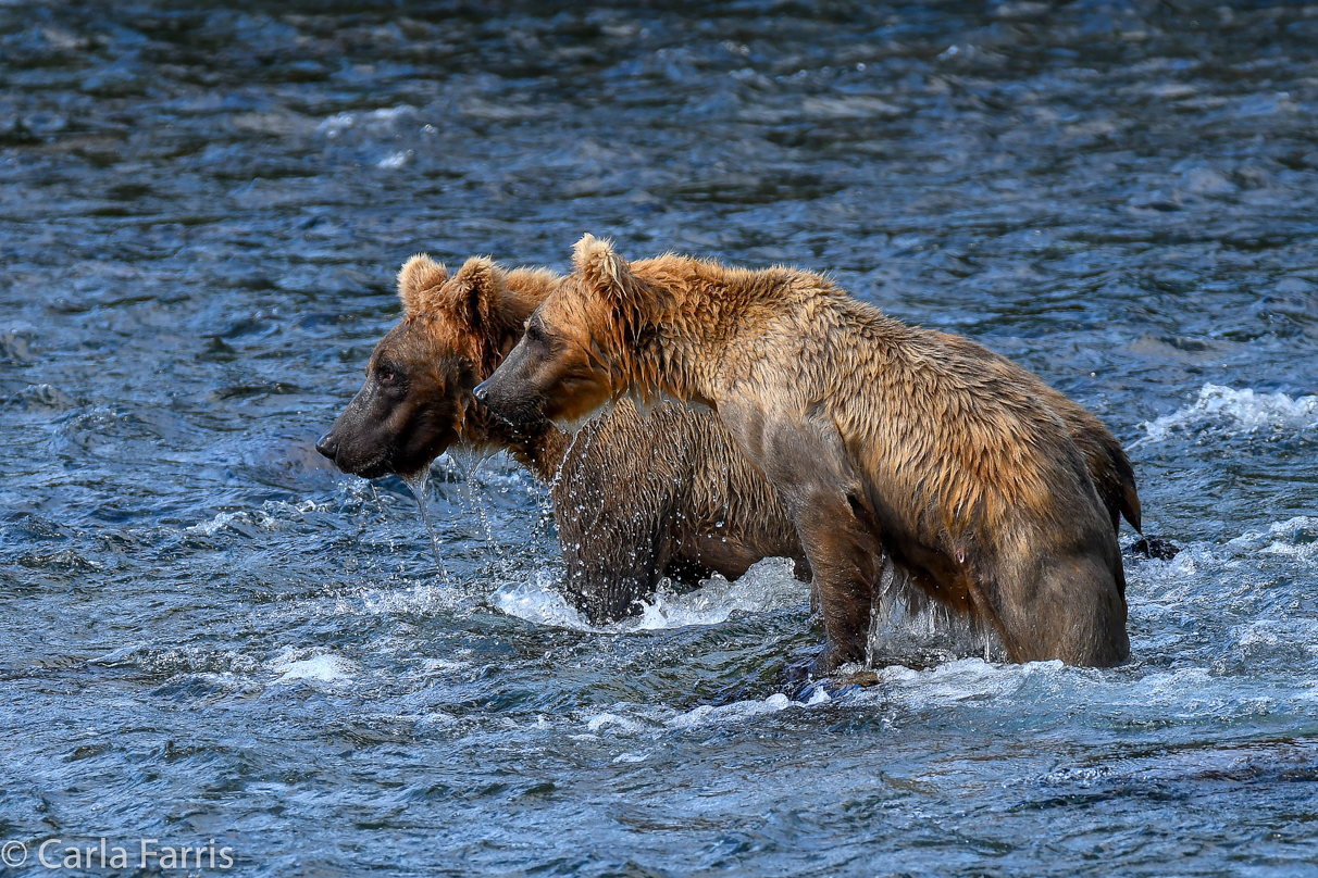 Cubadult (503) & Holly's  (435) bio-cub