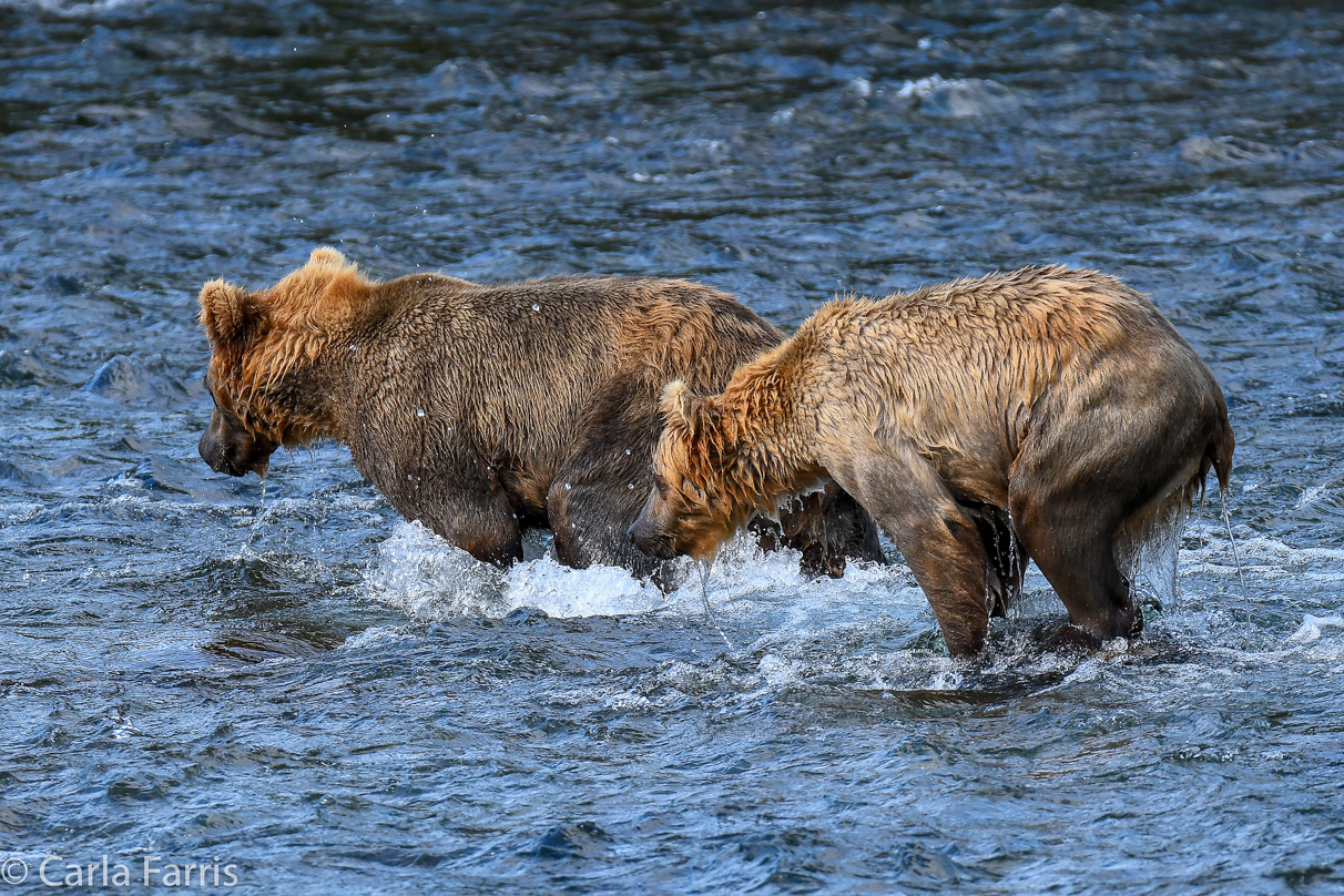 Cubadult (503) & Holly's  (435) bio-cub