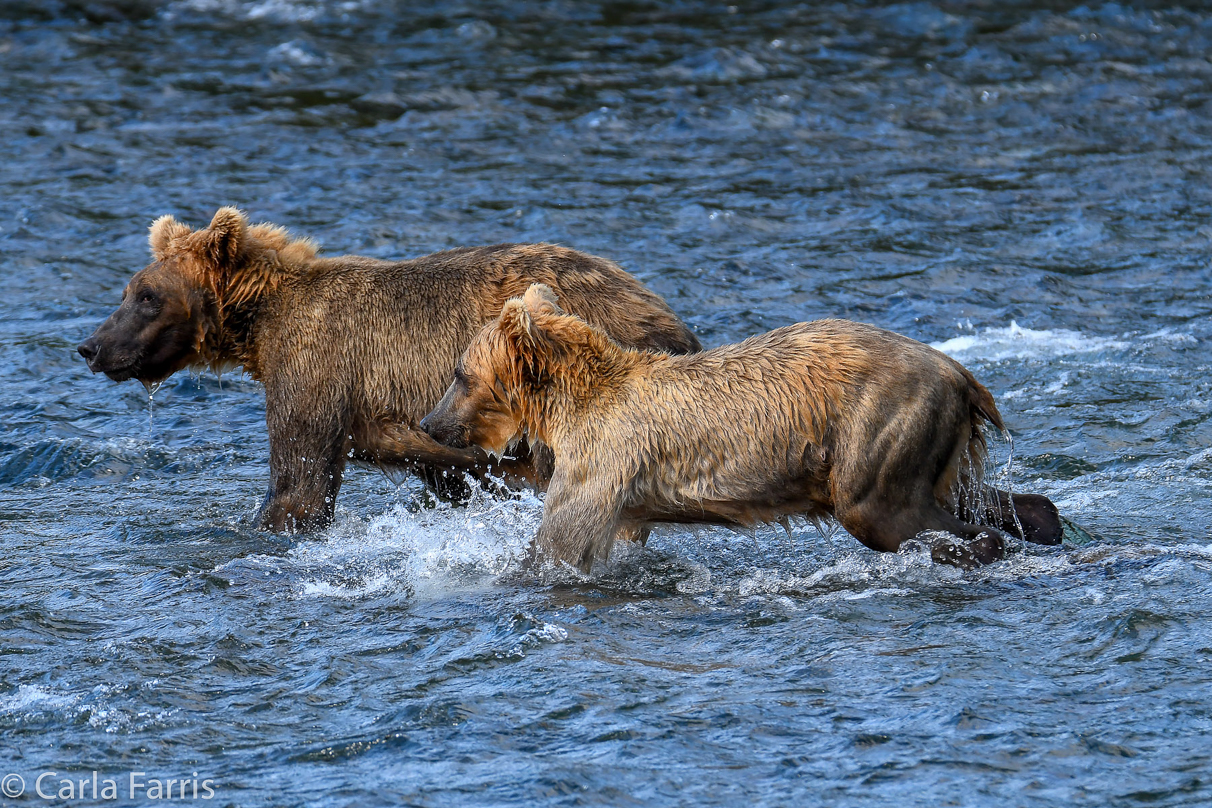 Cubadult (503) & Holly's  (435) bio-cub