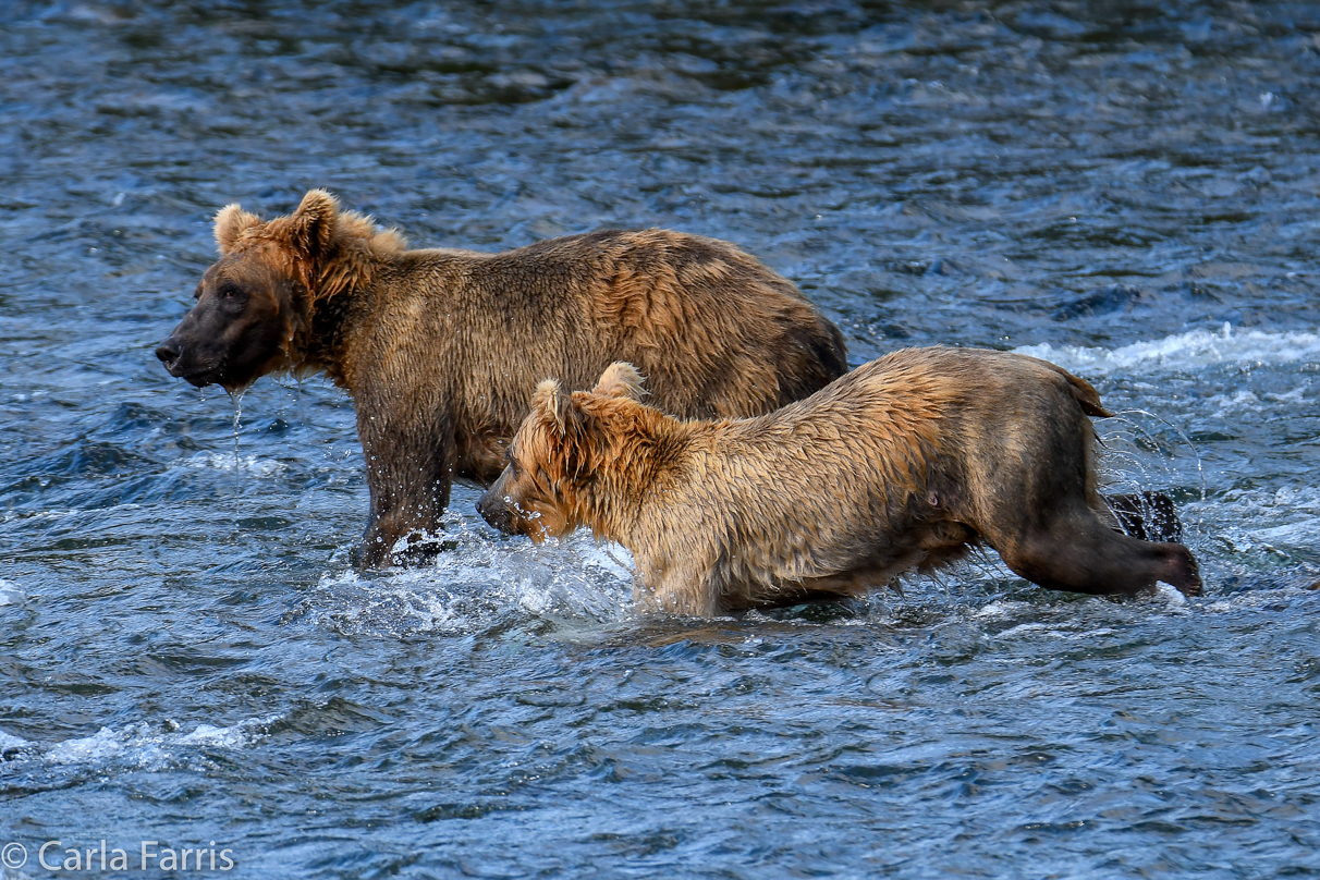 Cubadult (503) & Holly's  (435) bio-cub