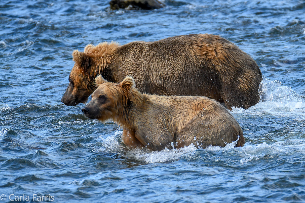 Cubadult (503) & Holly's  (435) bio-cub