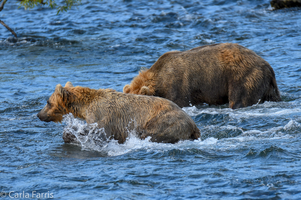 Cubadult (503) & Holly's  (435) bio-cub