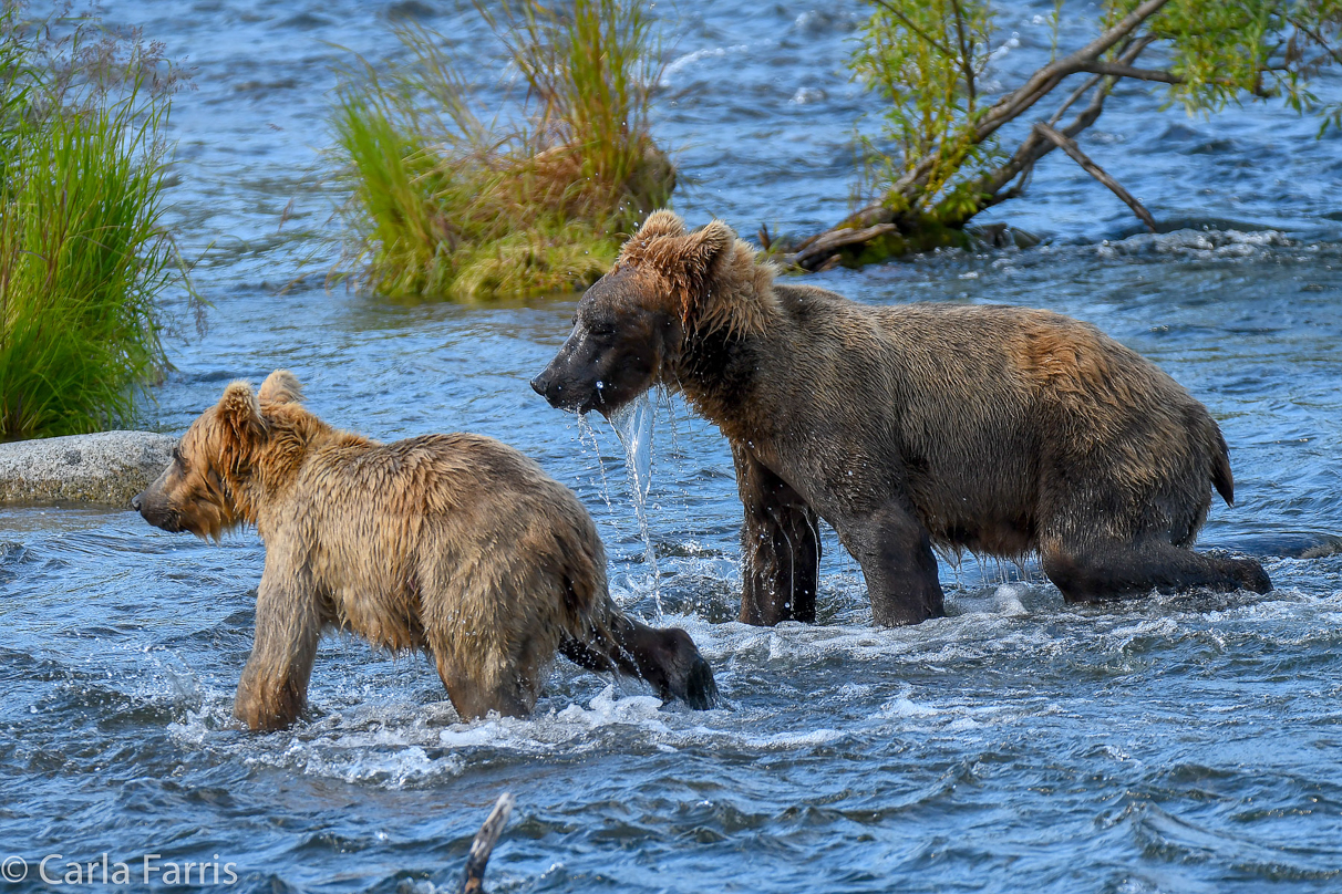 Cubadult (503) & Holly's  (435) bio-cub