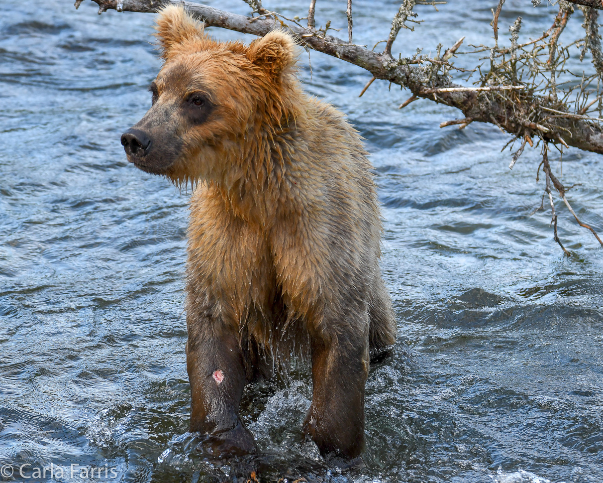 Holly's (435) Bio-cub