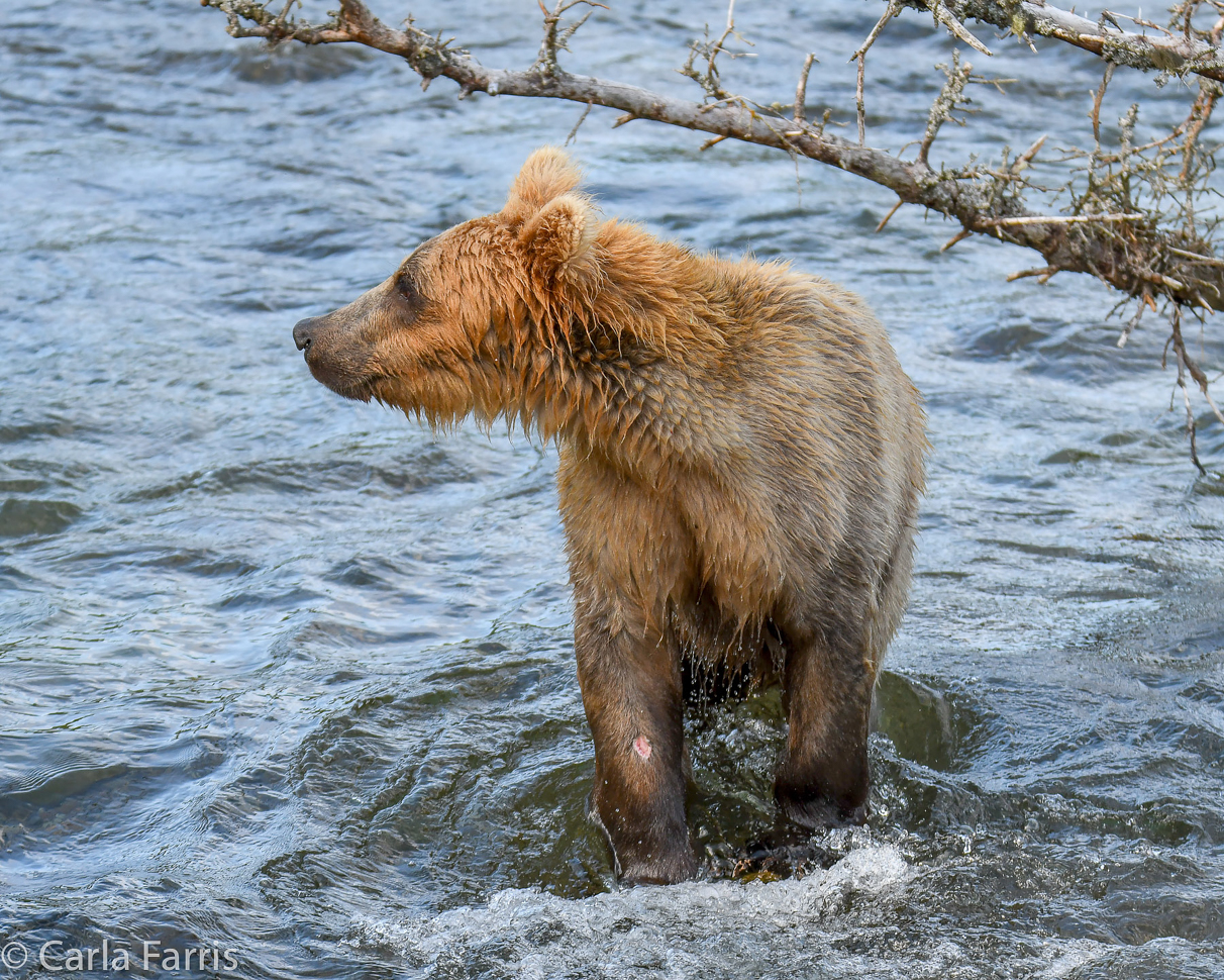 Holly's (435) Bio-cub