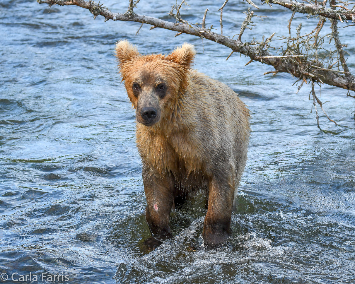 Holly's (435) Bio-cub