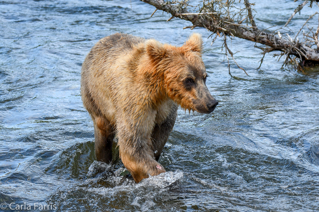 Holly's (435) Bio-cub