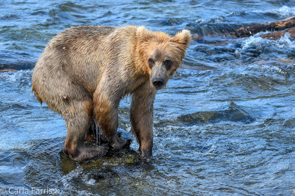 Holly's (435) Bio-cub