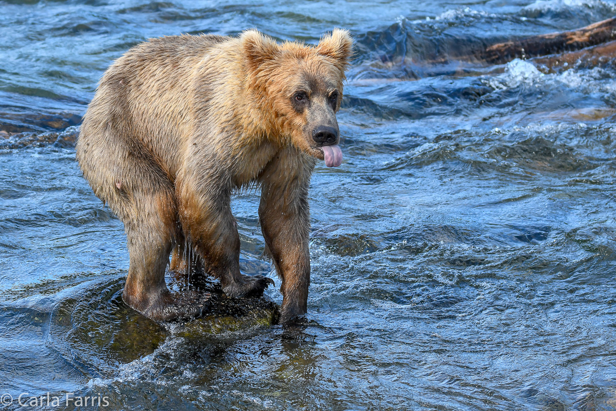 Holly's (435) Bio-cub