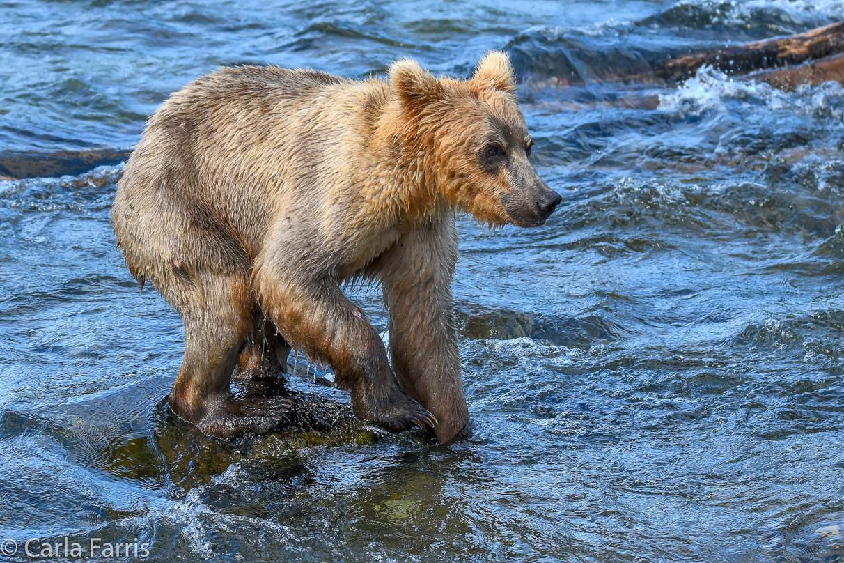 Holly's (435) Bio-cub