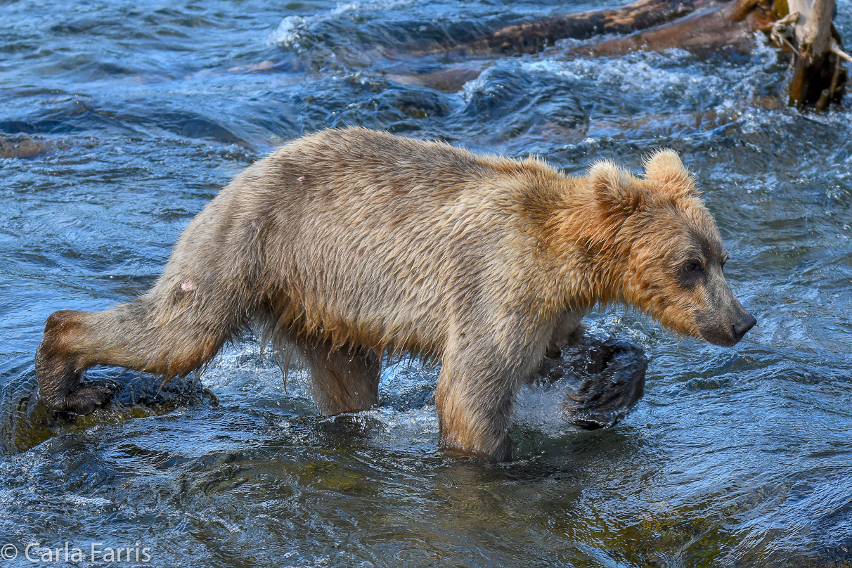 Holly's (435) Bio-cub