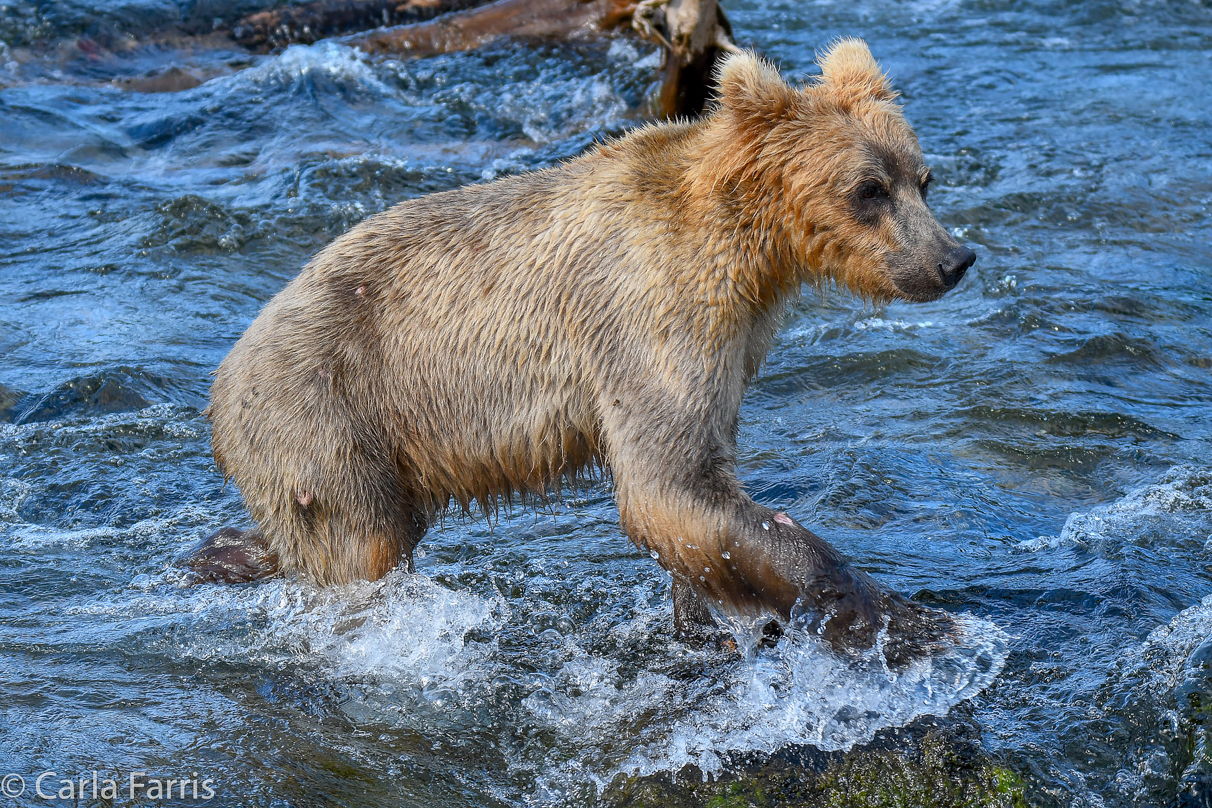 Holly's (435) Bio-cub