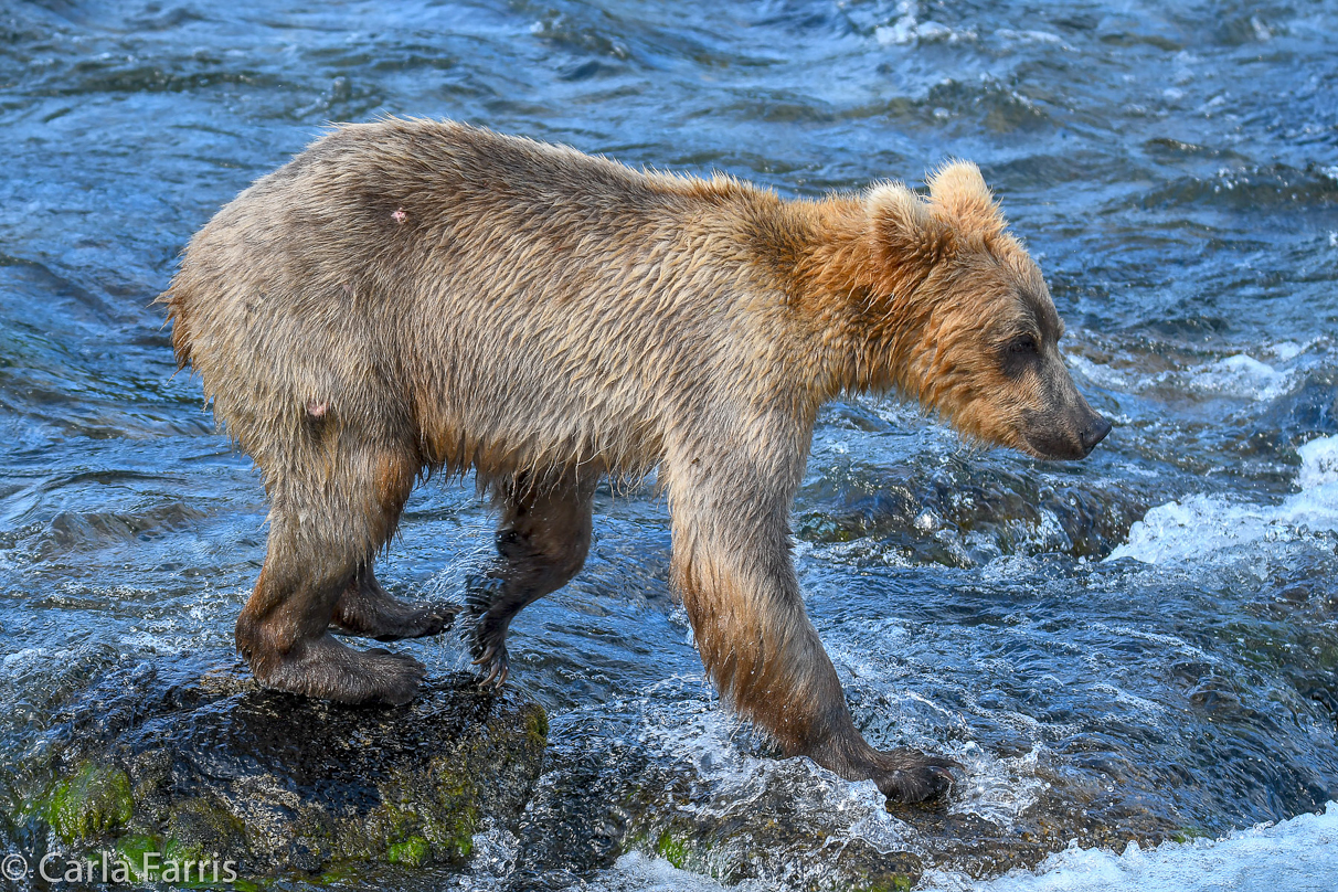 Holly's (435) Bio-cub