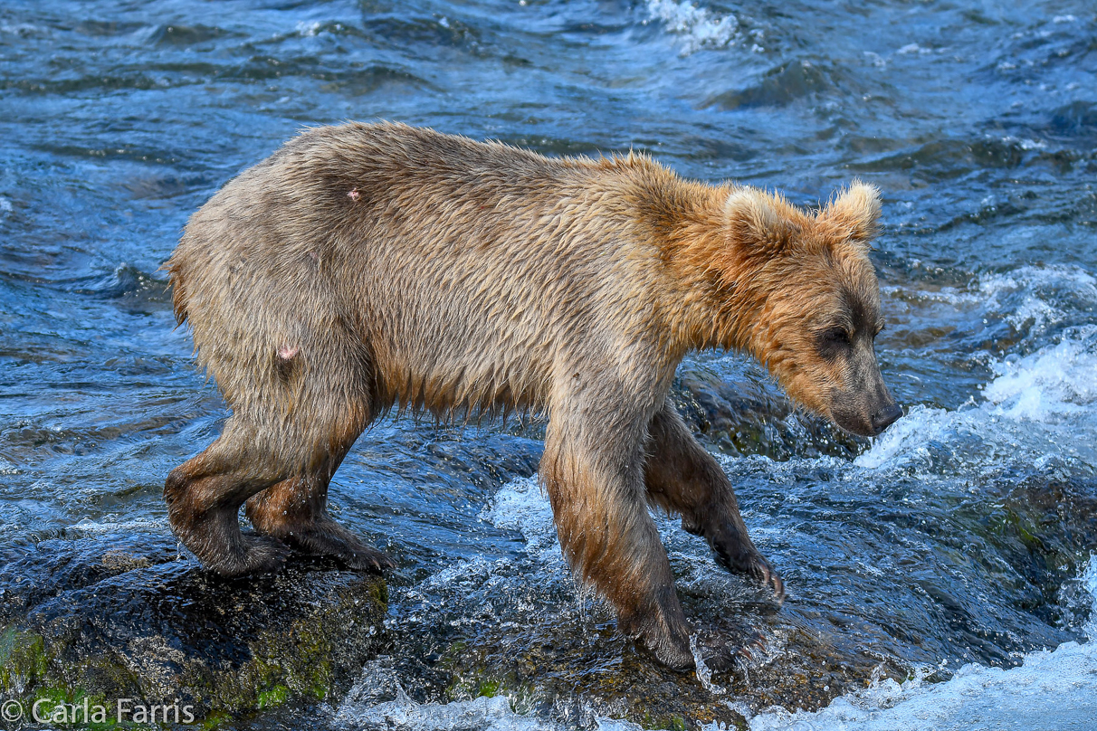 Holly's (435) Bio-cub