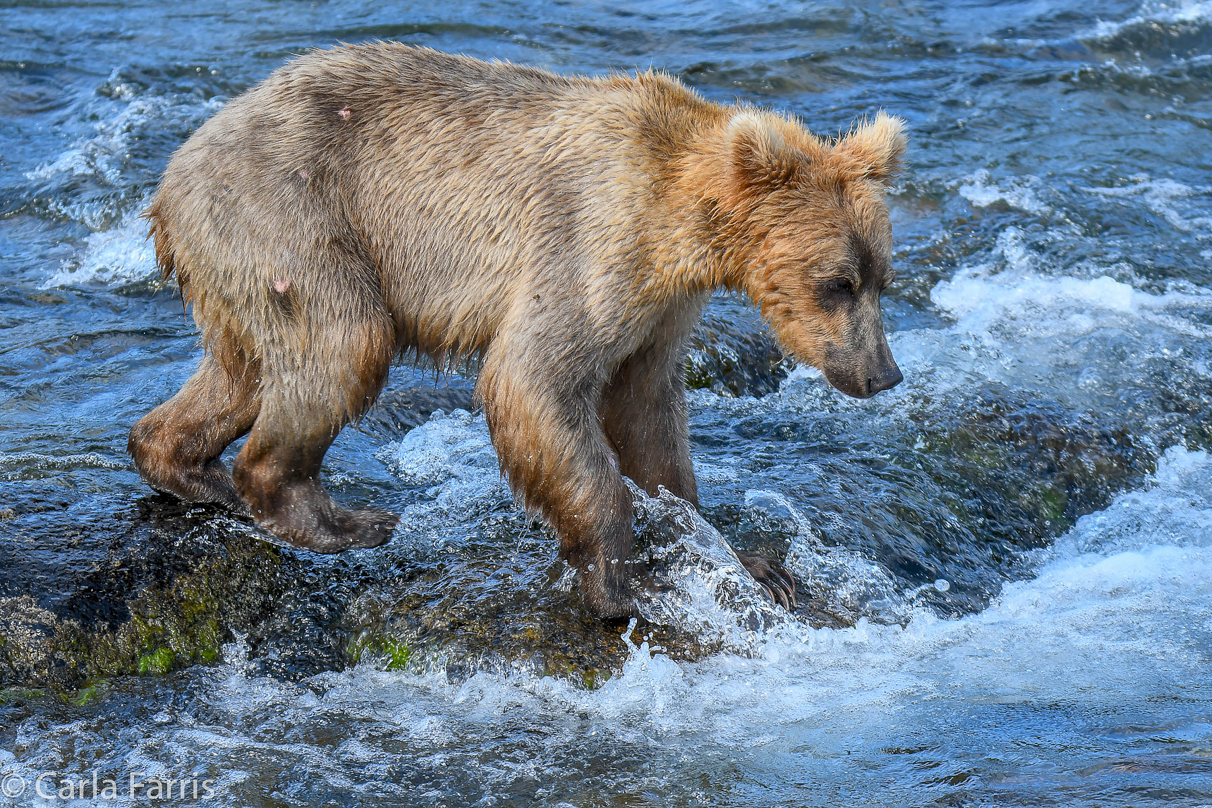 Holly's (435) Bio-cub