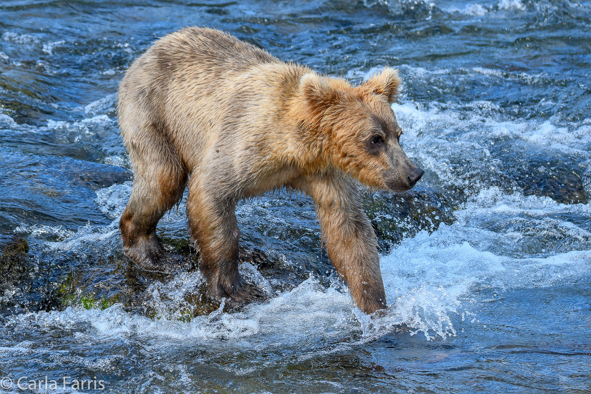 Holly's (435) Bio-cub