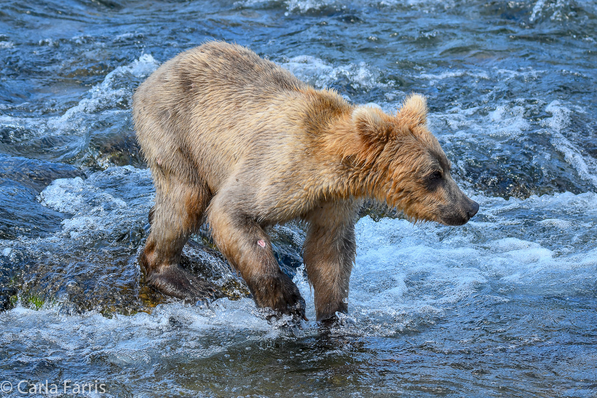 Holly's (435) Bio-cub