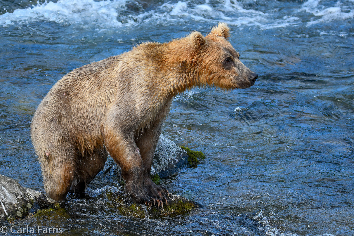 Holly's (435) Bio-cub