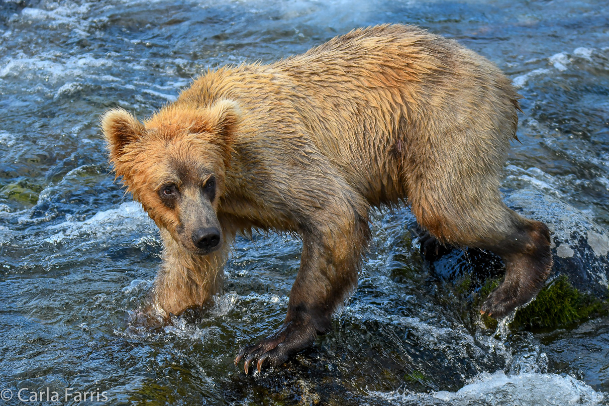 Holly's (435) Bio-cub