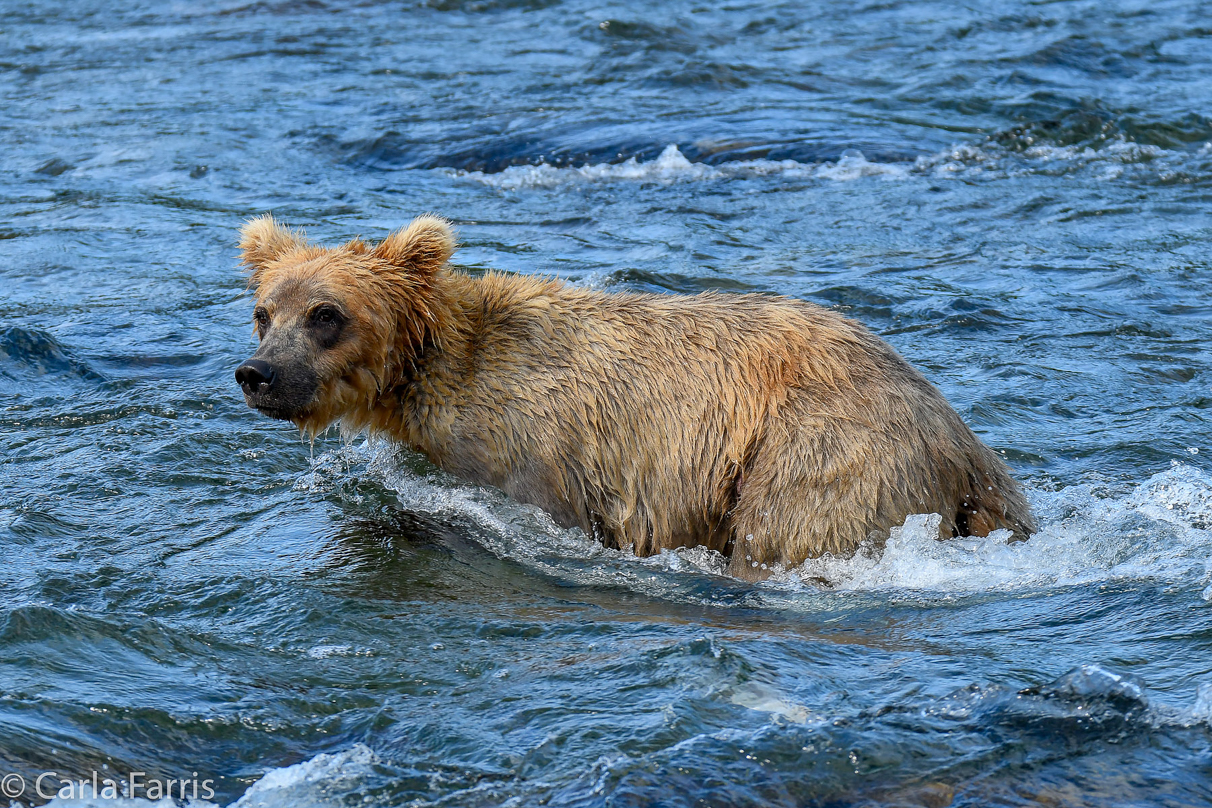 Holly's (435) Bio-cub