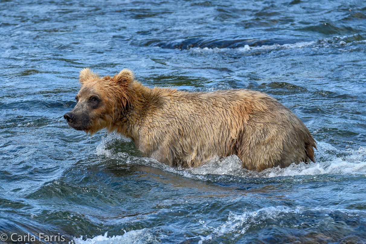 Holly's (435) Bio-cub