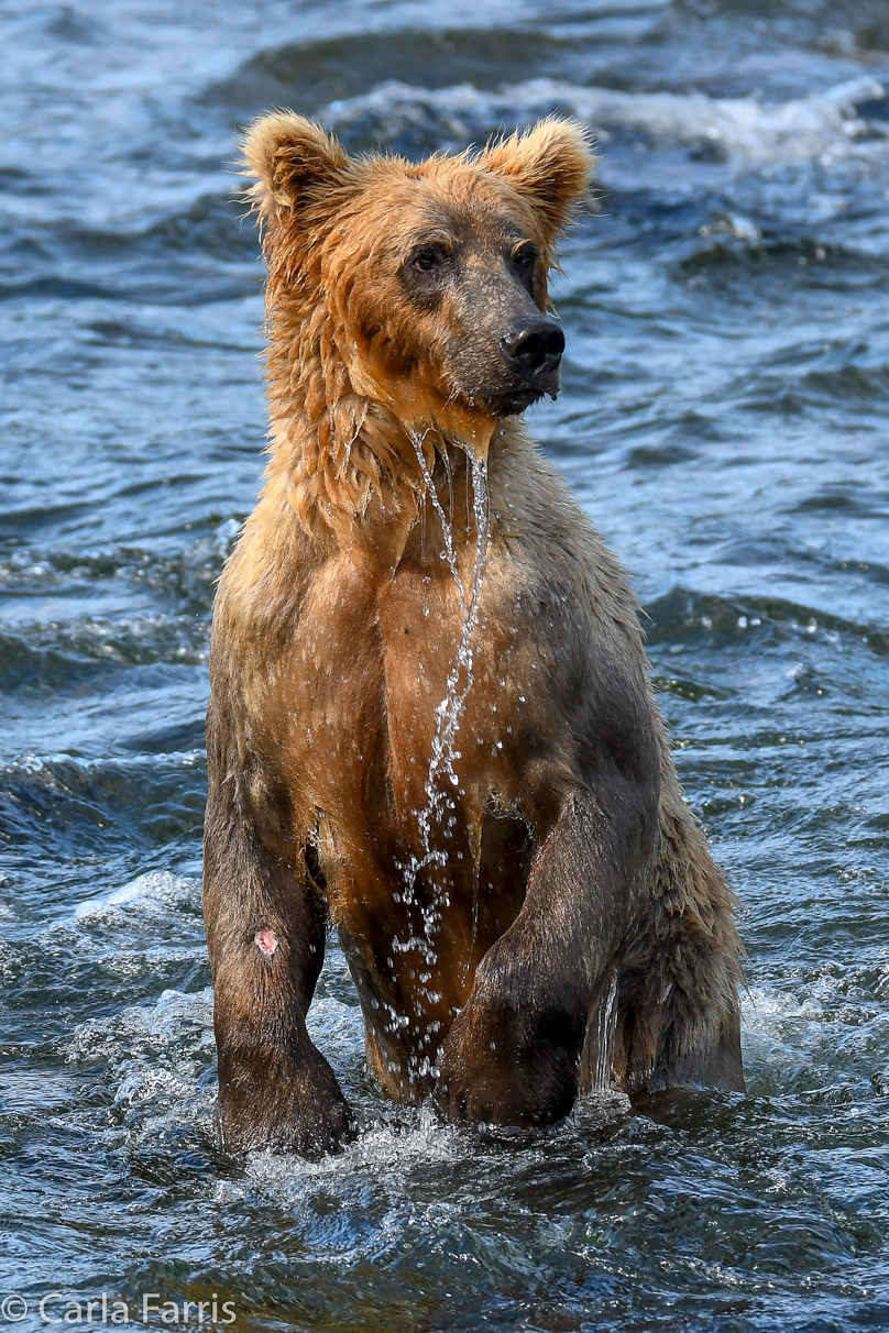 Holly's (435) Bio-cub