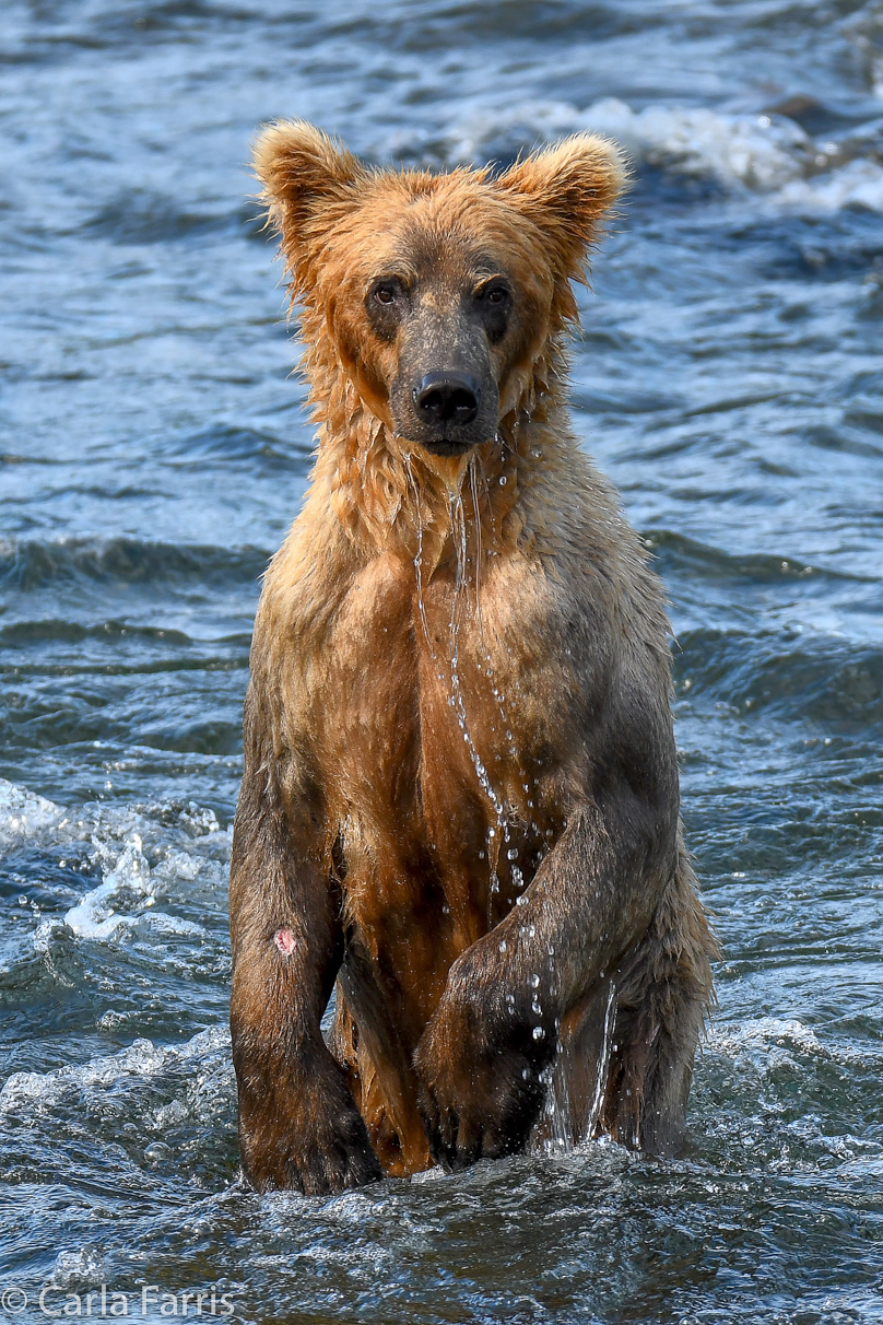 Holly's (435) Bio-cub