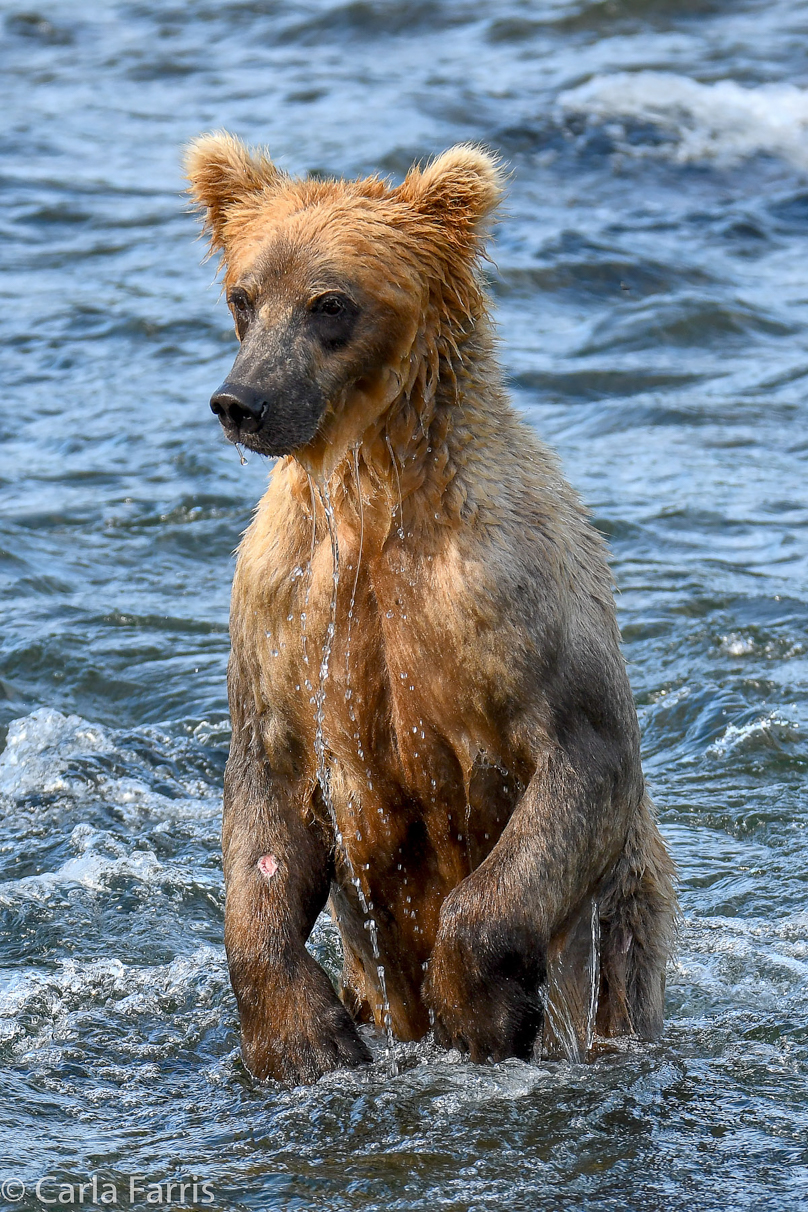 Holly's (435) Bio-cub