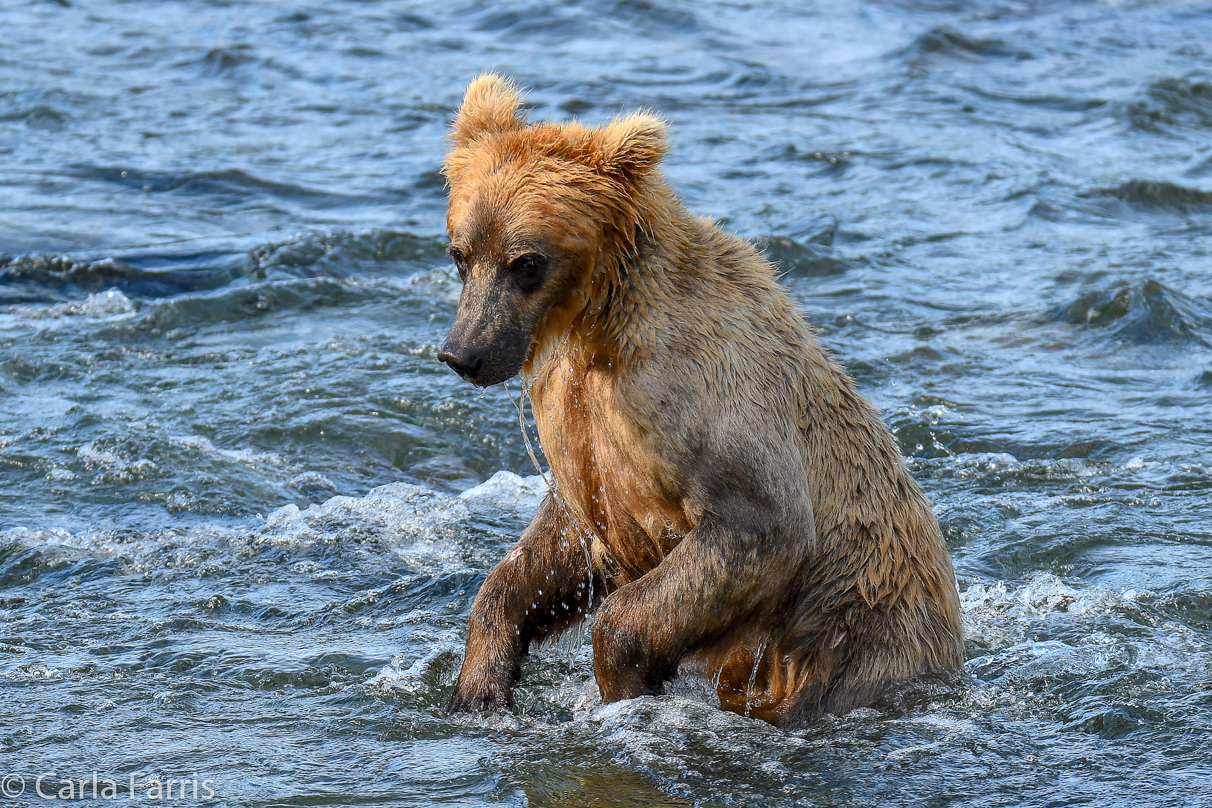 Holly's (435) Bio-cub