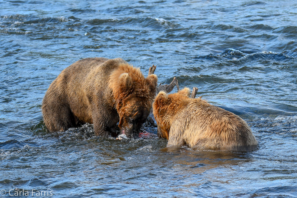 Cubadult (503) & Holly's  (435) bio-cub