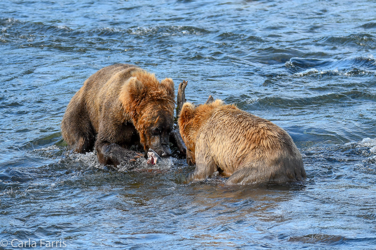 Cubadult (503) & Holly's  (435) bio-cub