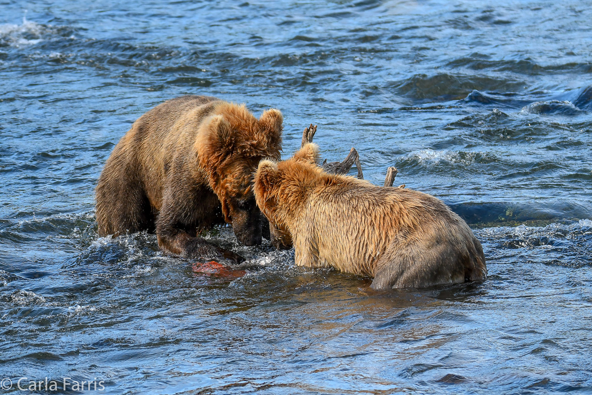 Cubadult (503) & Holly's  (435) bio-cub