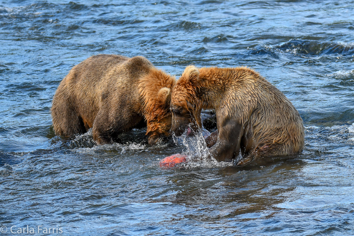 Cubadult (503) & Holly's  (435) bio-cub