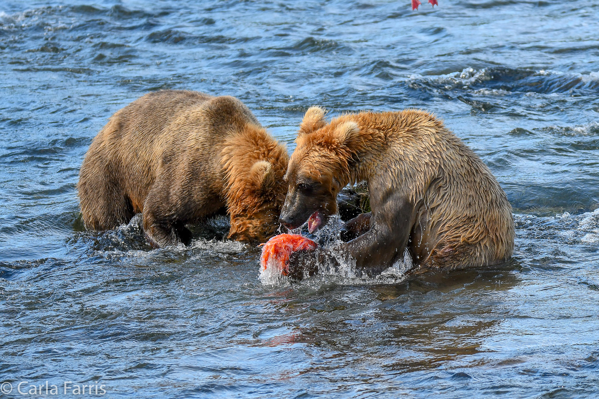 Cubadult (503) & Holly's  (435) bio-cub