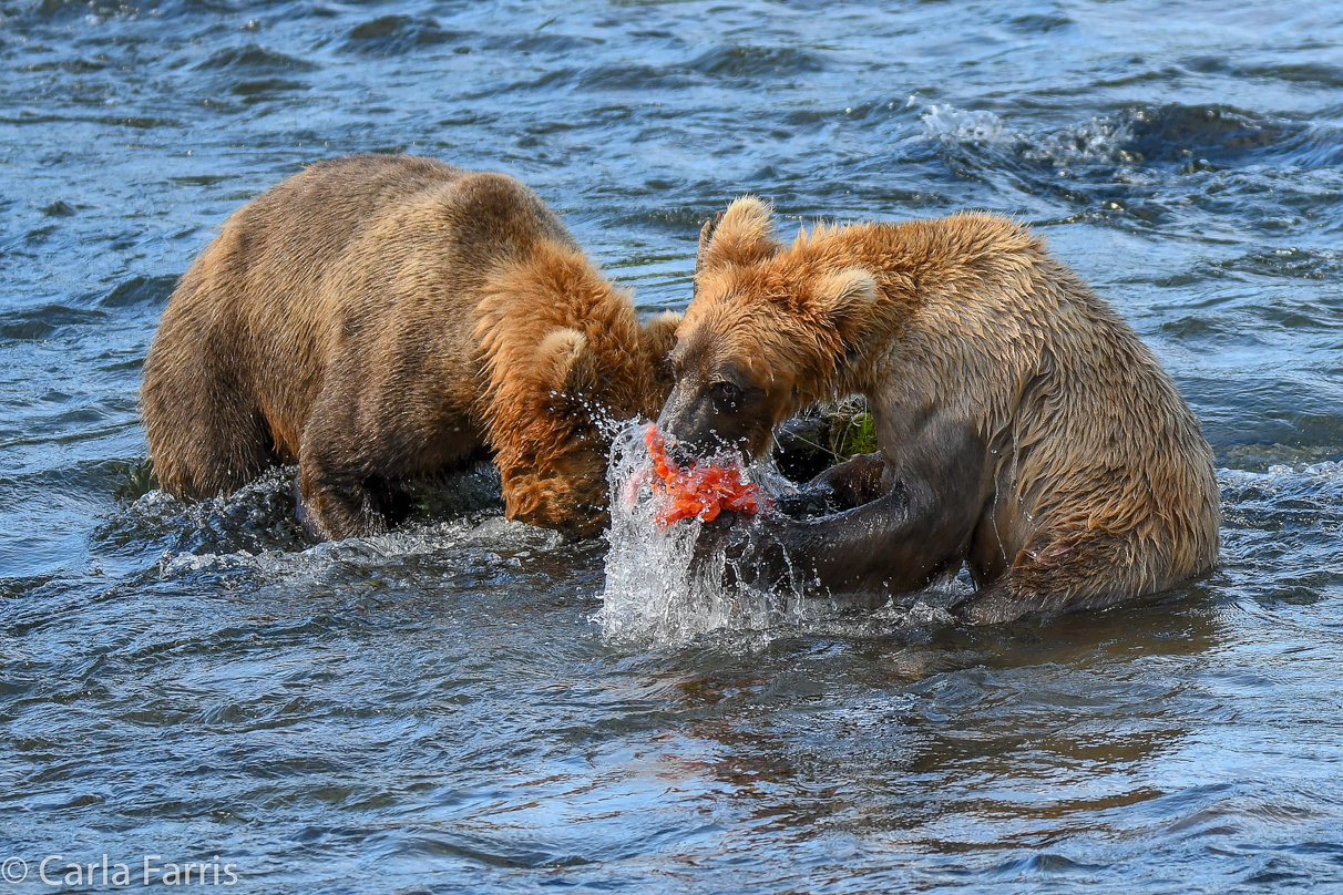 Cubadult (503) & Holly's  (435) bio-cub