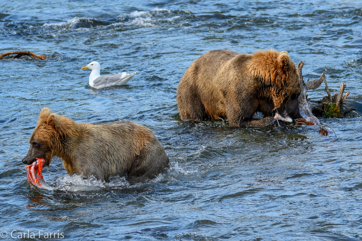 Cubadult (503) & Holly's  (435) bio-cub