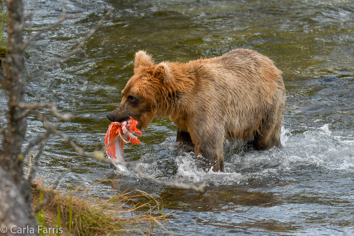 Holly's (435) Bio-cub