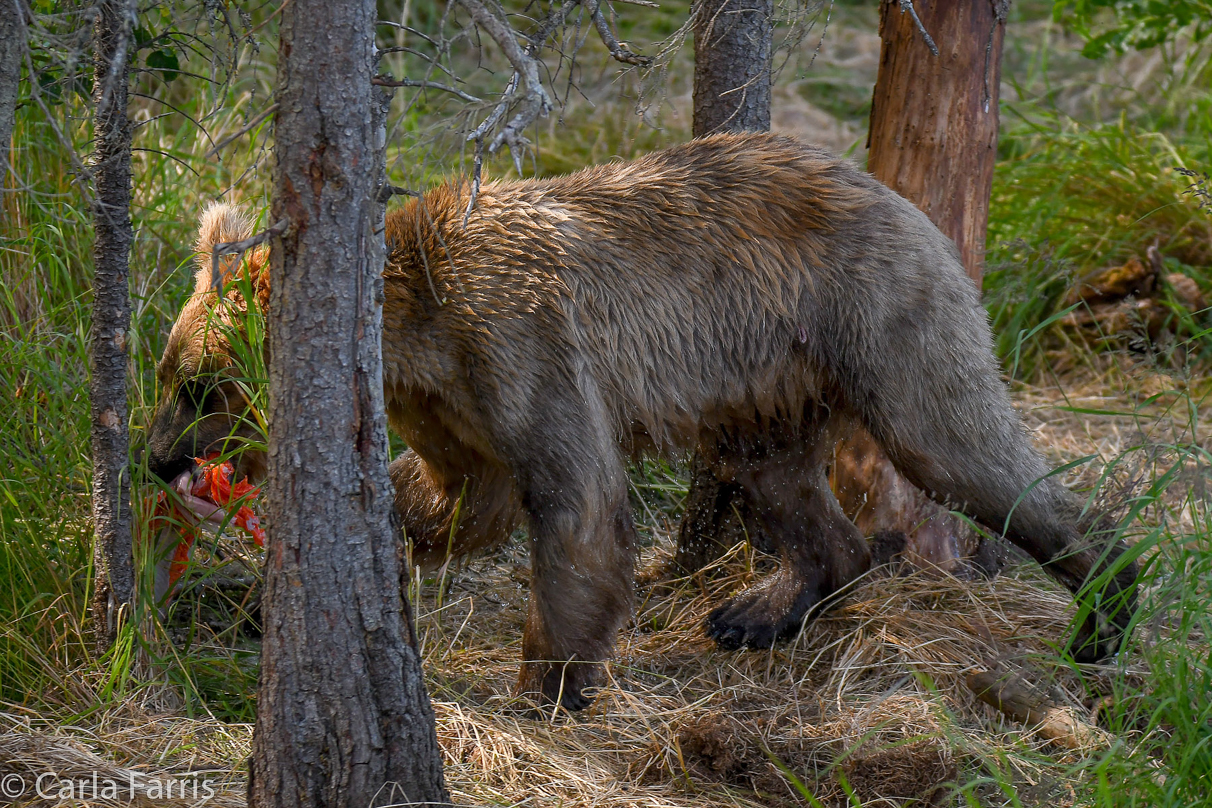 Holly's  (435) bio-cub