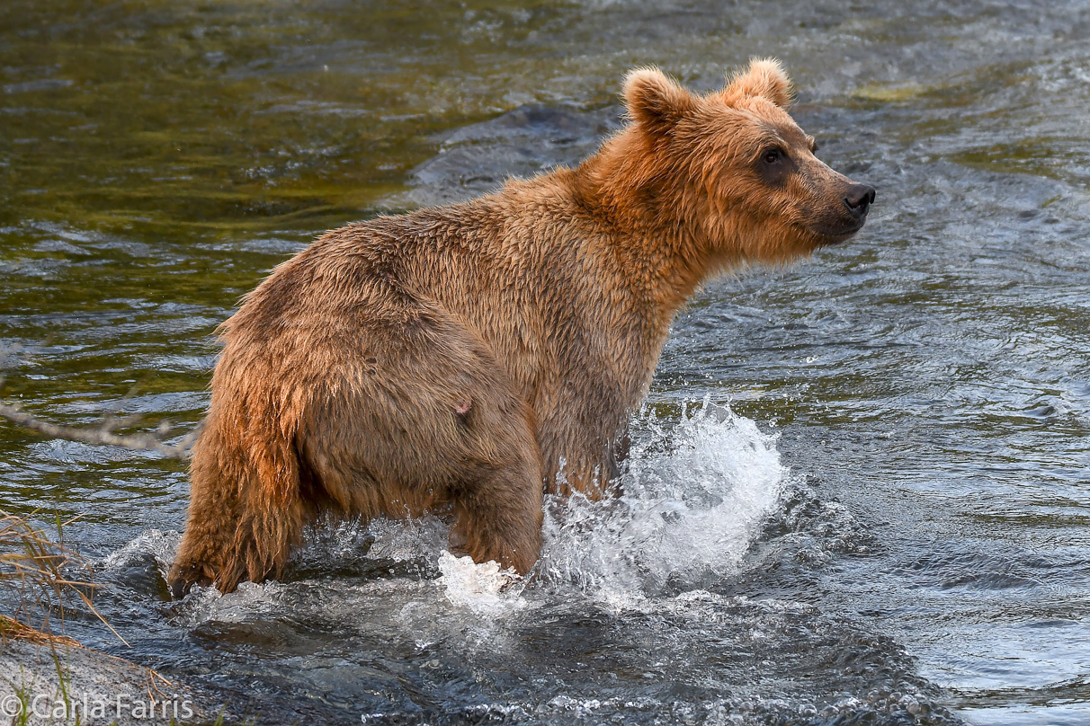 Holly's  (435) bio-cub